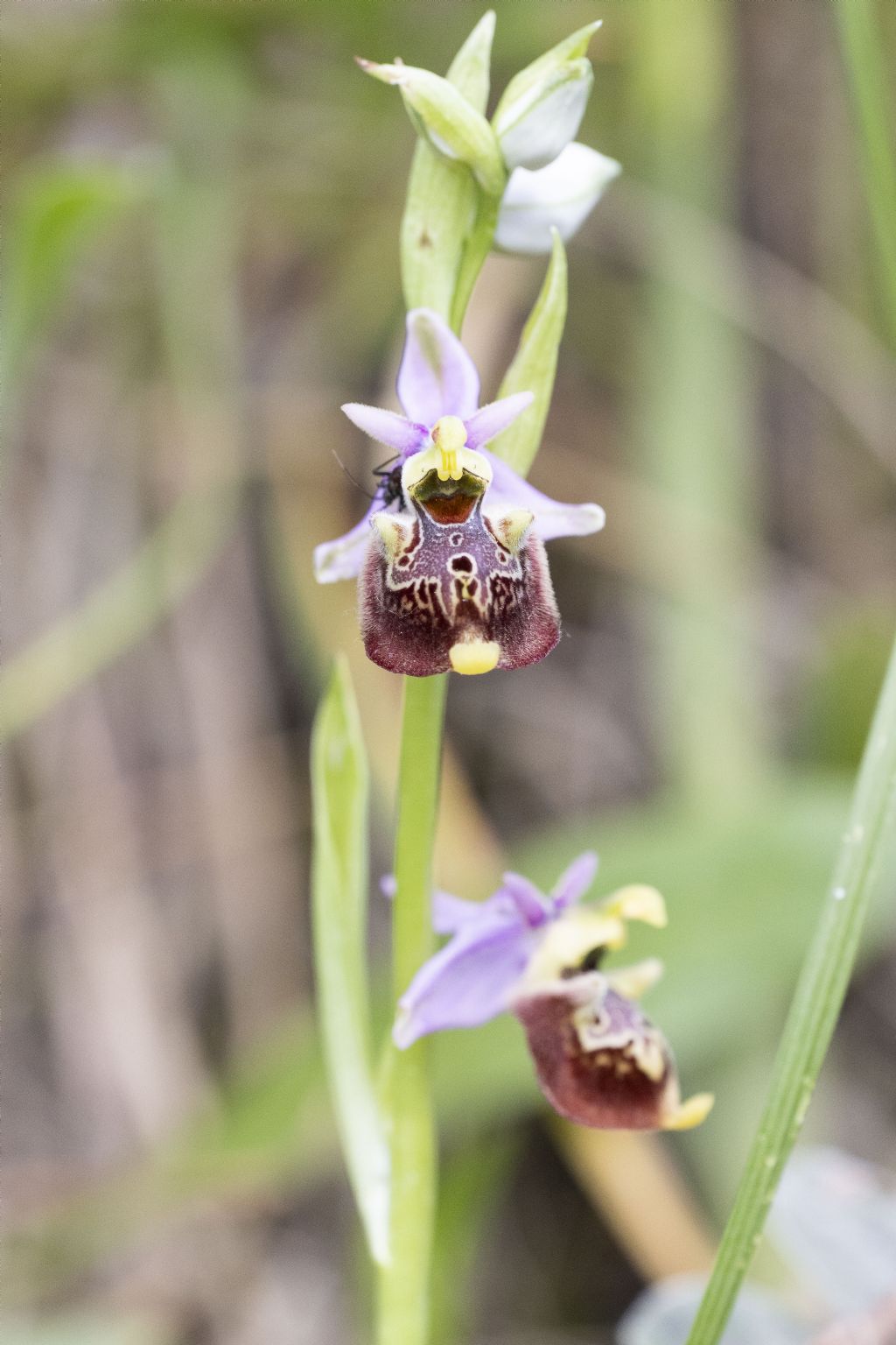 Ophrys subseries Holosericeae